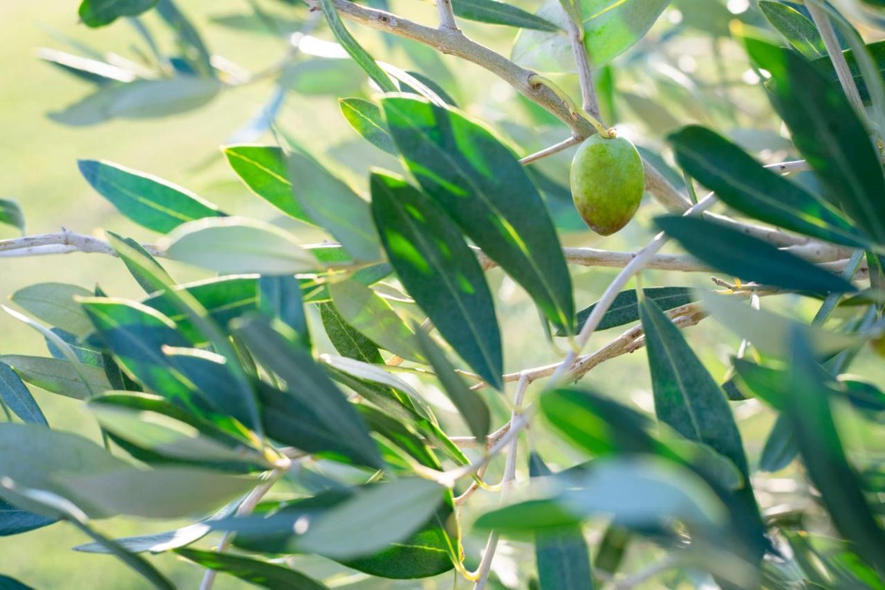 Agriturismo Terre Di Castiglione カスティリオーネ・デッラ・ペスカーイア エクステリア 写真